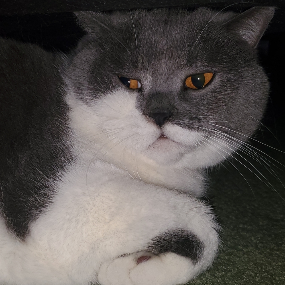 Meet your Posher, Lex